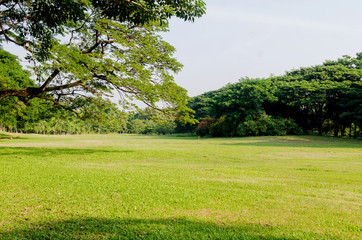 Park tree in the morning ,park garden tree in nature background