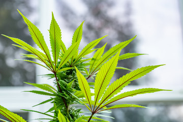 Marijuana Plant with healthy leaves landscape