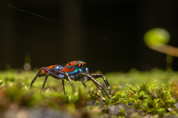 multicolored spider