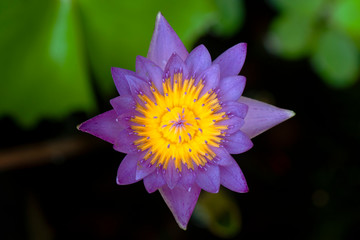 The beautiful waterlily or lotus flower is complimented by the rich colors of the green leave...