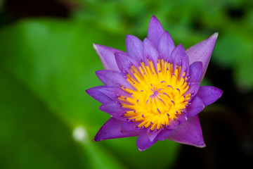 The beautiful waterlily or lotus flower is complimented by the rich colors of the green leave...