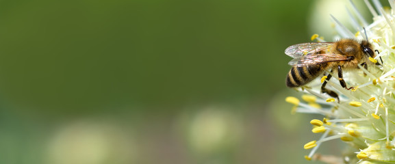 Banner. Bee collects nectar from a white onion flower. Left place under advertising signature