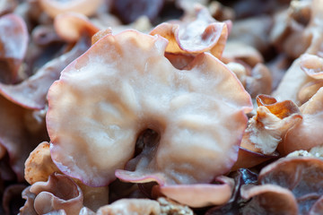 Ear mushroom, Fresh Black Fungus (Jew's Ear Mushroom ) background