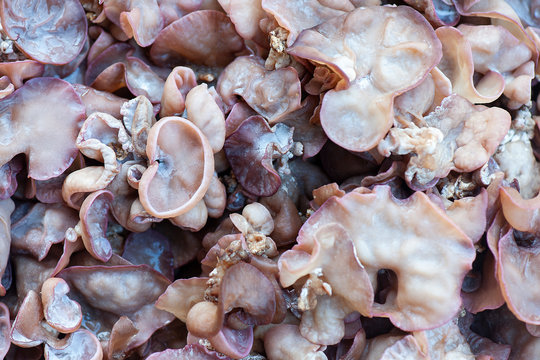 Ear mushroom, Fresh Black Fungus (Jew's Ear Mushroom ) background