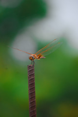 dragonfly on leaf