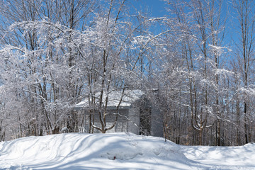Winter ice storm results, icicles landscape
