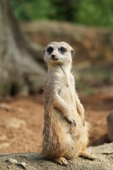 ミーアキャット