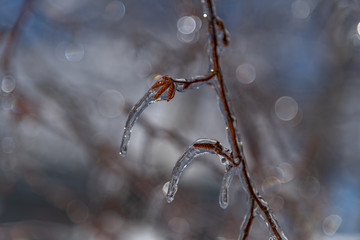 Frozen buds in icicles landscape