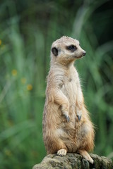 ミーアキャット