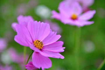 Fototapeta premium 秋桜 コスモス