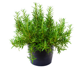 Close up fresh organic Rosemary herb in black pot isolated on white background. Natural herbal medical aromatic plant concept.  Clipping path.