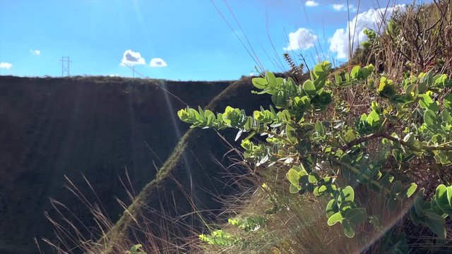 Beautiful plant in mountains and valley in Minas Gerais Brazil, Serra of Rola Mo&ccedil;a. Afternoon in mountains