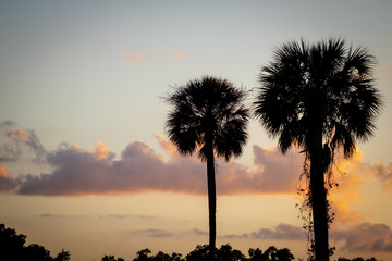 Fototapeta na wymiar Palm trees