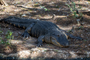 Fototapeta premium crocodile