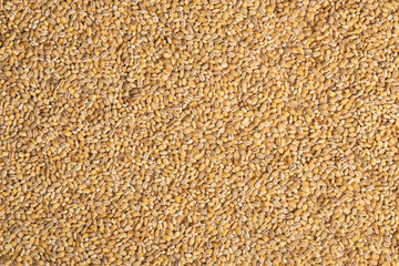 Close-up of uncooked beige pearl barley grains. healthy food concept. Pearl Barley pattern