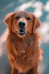 Fototapeta premium portrait of golden retriever