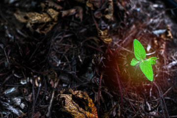 Small tree on the grass that withers