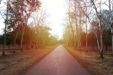 road with dry trees along the way