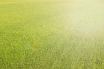 Obraz na płótnie Canvas Rice fields green with golden light of the sun shines
