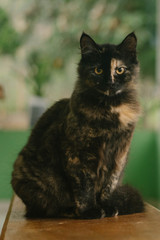 Nice black and white cat posing