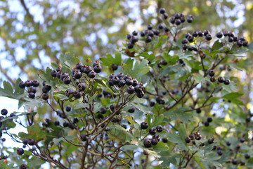Edible fruits of wild Caucasian hawthorn