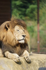 Fototapeta premium キング