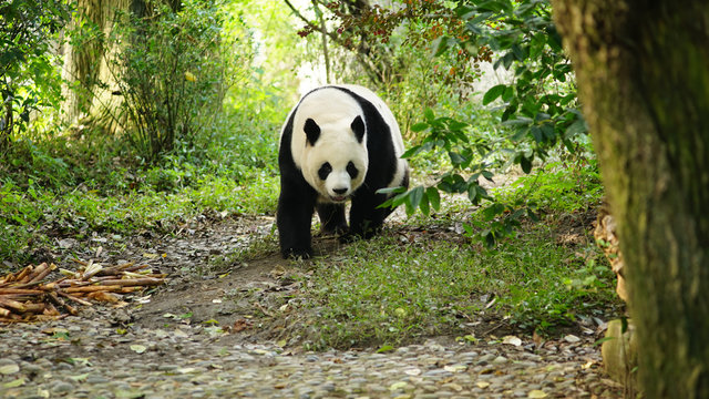 A Giant Panda Walking In The Park.