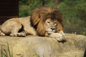 Naklejka premium ライオン