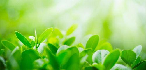 Green leaf on blurred greenery background. Beautiful leaf texture in sunlight. Natural background. close-up of macro with free space for text.