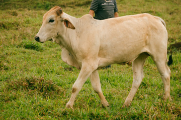 cow and calf
