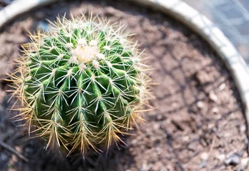 Foto op Canvas Goloden Echinopsis calochlora cactus. Desert plant. Group of small cactus in the pot . Selective focus close up shot group of small round shape cactus. © kanpisut