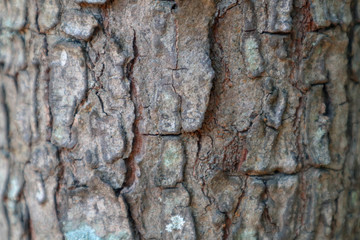 Texture wood or timber skin for background 