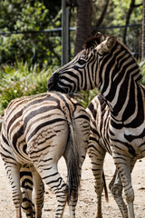 Fototapeta na wymiar A pair of zebras standing top to tail