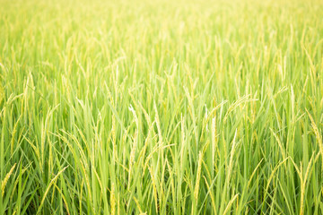 green rice field in nature