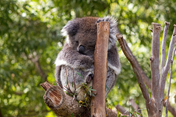 Koala in a gum tree having a nap