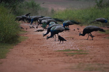 Fototapeta premium birds in the field.