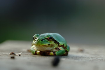 frog