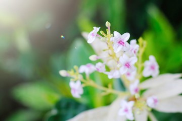 Selective soft focus of beautiful fresh pink and white flowers in the garden with natural green background and sunlight. copy space.