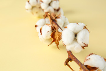 Beautiful cotton branch on color background, closeup