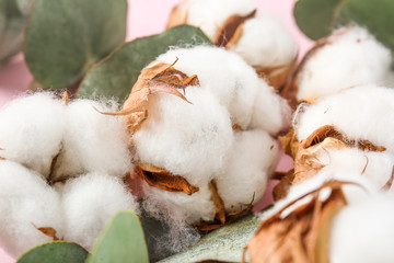 Beautiful cotton flowers and eucalyptus branch on color background, closeup