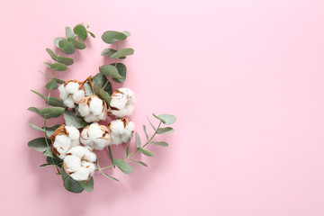 Beautiful cotton flowers and eucalyptus branches on color background