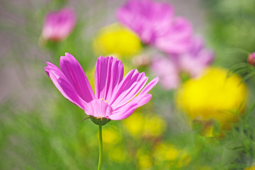 cosmos flower with blurred background