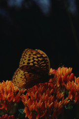 Gulf Fritillary Butterfly (Agraulis Vanillae) on Butterfly Weed