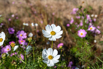 晩秋のコスモス