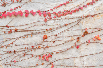 Red Boston ivy leaves