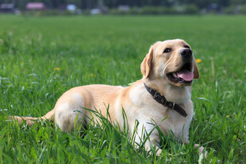 Labrador Retriever lying on the grass