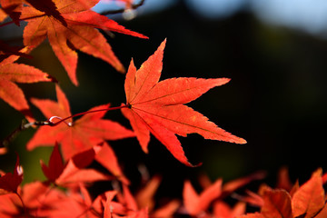 紅葉