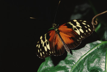 Isabella Longwing Butterfly (Eueides Isabella)