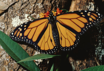 Monarch Butterfly (Danaus Plexippus)