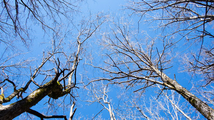 Low angle view of Dried brown branch leaves trees with blue sky background in fall autumn season of kamikochi national park , Kamikochi, Japan.